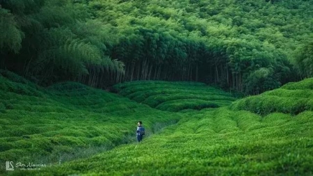 梦见仙境、幻境