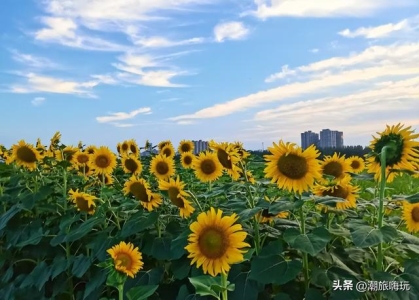 属羊属鼠财运好不好 男羊女鼠绝配是什么意思？