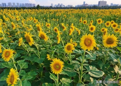 6月16日的生肖运势 6月14日生肖运势是什么意思？