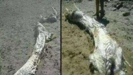 旃蒙-难以解释的“死而复生”事件