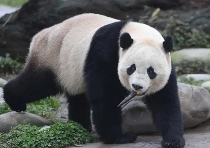 怎么样保护大丽花的块根安全越冬