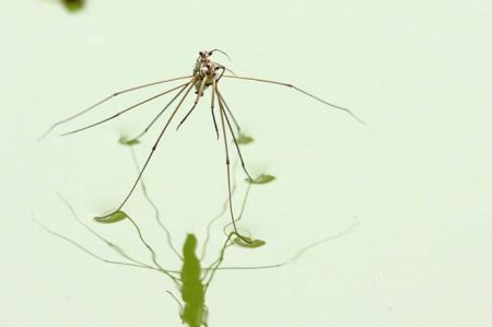 白芍药的功效与作用