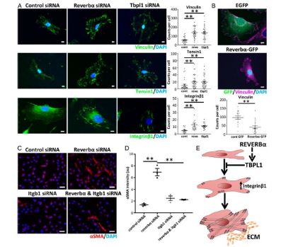 PNAS：睡眠时间过长或过短，都易导致肺纤维化