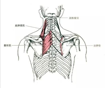 练天鹅臂前必须先了解的肌肉位置!看完不要再找错肌肉位置啦!