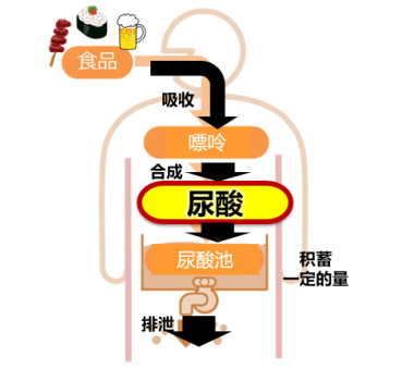 「FANCL HealthScience尿酸丸」：助你远离痛风，乐享人生