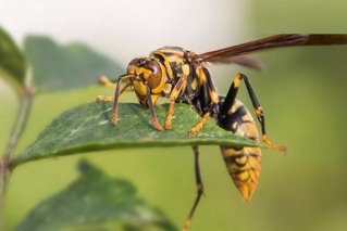 世界上最毒的昆虫是什么？揭秘世界十大毒虫