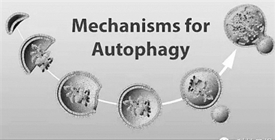 细胞自噬关键蛋白突变可延寿 保持健康时间也延长