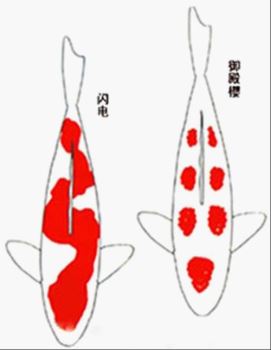 一张图教你辨别锦鲤各品种的优劣 锦鲤26个品种