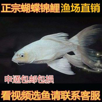 白金龙凤锦鲤对比蝴蝶锦鲤 蝴蝶鲤多大才能变石膏白