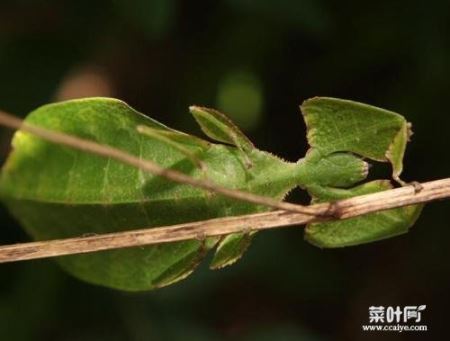 巨型竹节虫 叶子虫