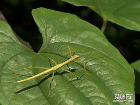 巨型竹节虫 叶子虫