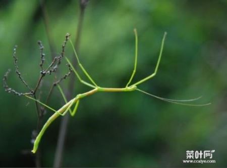 巨型竹节虫 叶子虫