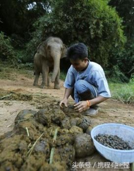 油炸水蟑螂 蘸点椒盐咬下去味嘎嘣脆