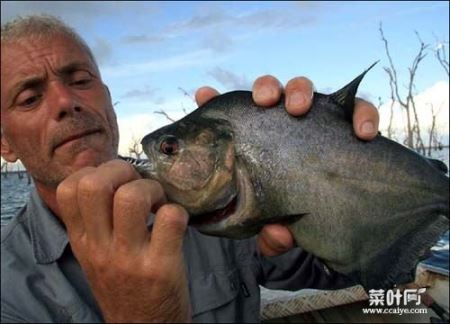 广西柳江食人鱼事件:食人鱼的牙齿很吓人