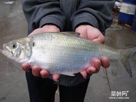 广西柳江食人鱼事件:食人鱼的牙齿很吓人