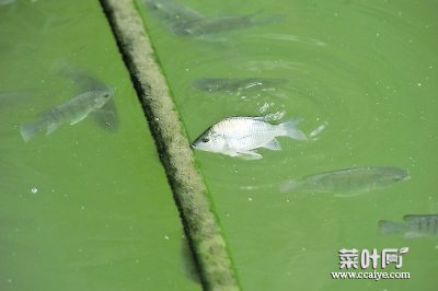 鱼晚上觅食通过啥 鱼晚上出来觅食吗