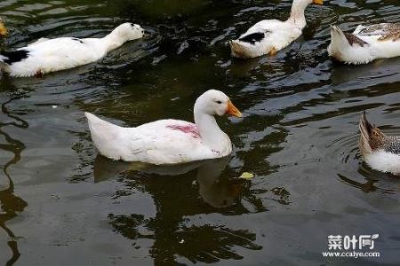 河里的鱼一般啥时间出来觅食 啥鱼晚上出来觅食