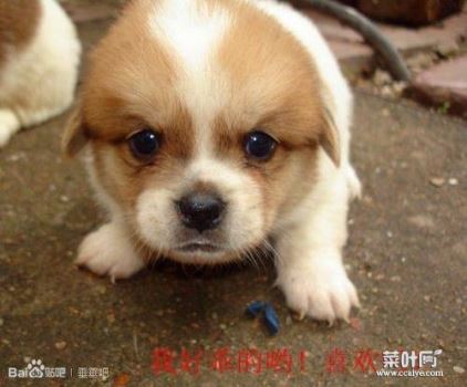 垂耳蝴蝶犬 养蝴蝶犬的危害