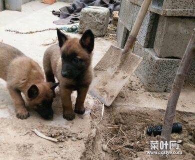 马犬小时候耳朵下垂吗 马犬耳朵向后翻如何办