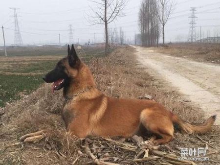 马犬小时候耳朵下垂吗 马犬耳朵向后翻如何办