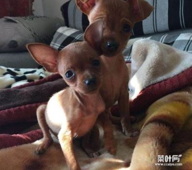 小鹿犬一生认几个主人 宠物小鹿犬取名