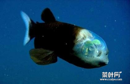 26种最诡异的海底生物 科幻电影里的怪物出现了！