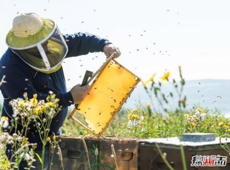 蜜蜂来家里是福还是祸?揭秘蜜蜂有趣的十大现象