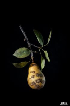 感染黑星病（pear scab）的梨子玻璃模型。 PHOTOGRAPH BY JENNIFER BERGLUND, THE WARE COLLECTION OF