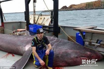 比大白鲨还恐怖深海巨怪 间隔100年惊现澳洲海域