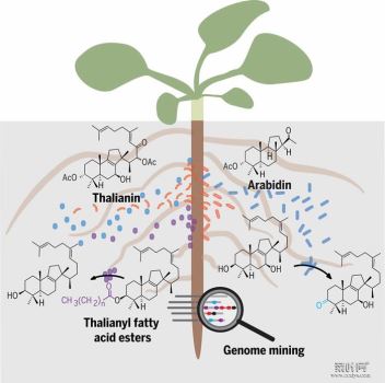 植物根部会用特化代谢物定制其土壤环境