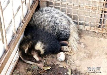 野生猪獾一般晚上几点钟出来觅食 猪獾跑的快吗