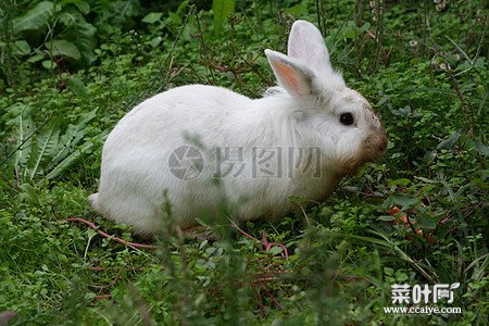 兔子晚上会出来觅食吗 下雨天兔子晚上出来吗