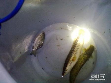 黑鱼晚上觅食吗 钓黑鱼用啥饵