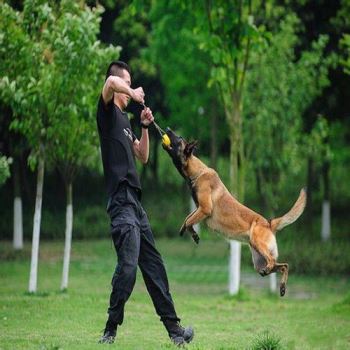 十大最佳保护主人的犬 护主人最忠诚的猛犬