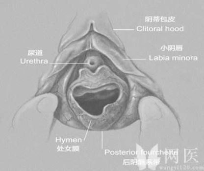 女女性行为图片震荡器 女人生殖器真人图片大放送