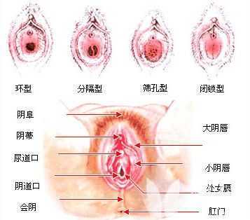 女女性行为图片震荡器 女人生殖器真人图片大放送