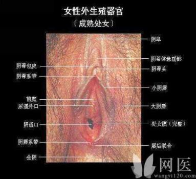 女女性行为图片震荡器 女人生殖器真人图片大放送