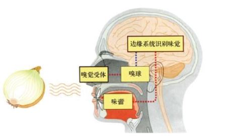 视力听力嗅觉味觉下降啥原因 听力突然下降的原因