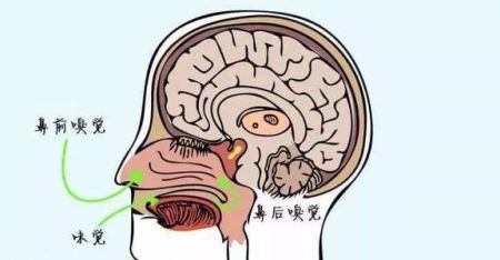 视力听力嗅觉味觉下降啥原因 听力突然下降的原因