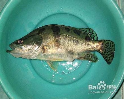 桂鱼晚上觅食吗 野生猪獾一般晚上几点钟出来觅食