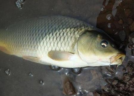 鲤鱼夜里几点开始觅食 鲤鱼觅食地方