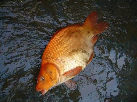 鲤鱼夜里几点开始觅食 鲤鱼觅食地方