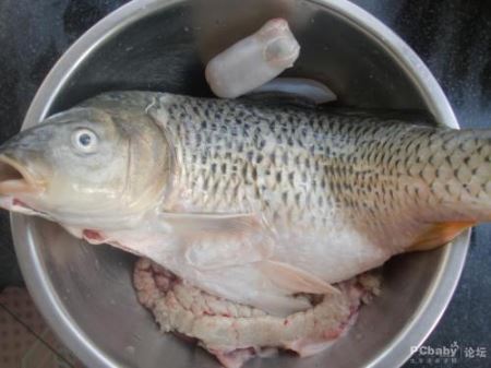 跟鲤鱼很像的鱼叫啥鱼 像鲤鱼但是没有鳞片的淡水鱼