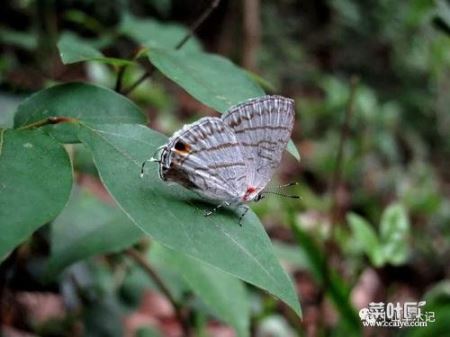 蝴蝶有寄生虫吗 人死了会变成蝴蝶飞回来