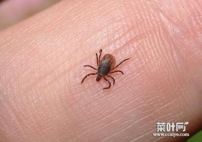 蝴蝶有寄生虫吗 人死了会变成蝴蝶飞回来