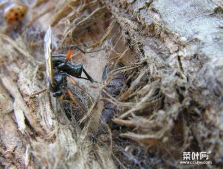 毛毛虫体内有寄生虫吗 甲虫体内有寄生虫