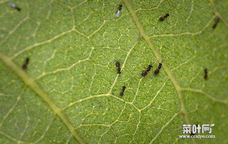 毛毛虫体内有寄生虫吗 甲虫体内有寄生虫