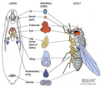 毛毛虫体内有寄生虫吗 甲虫体内有寄生虫