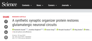 Science：神经回路有问题，合成蛋白来修复