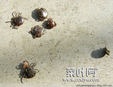 蜱虫扔水里能死吗 蜱虫会在头上吗